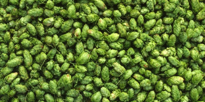 Hops | veganscult.com