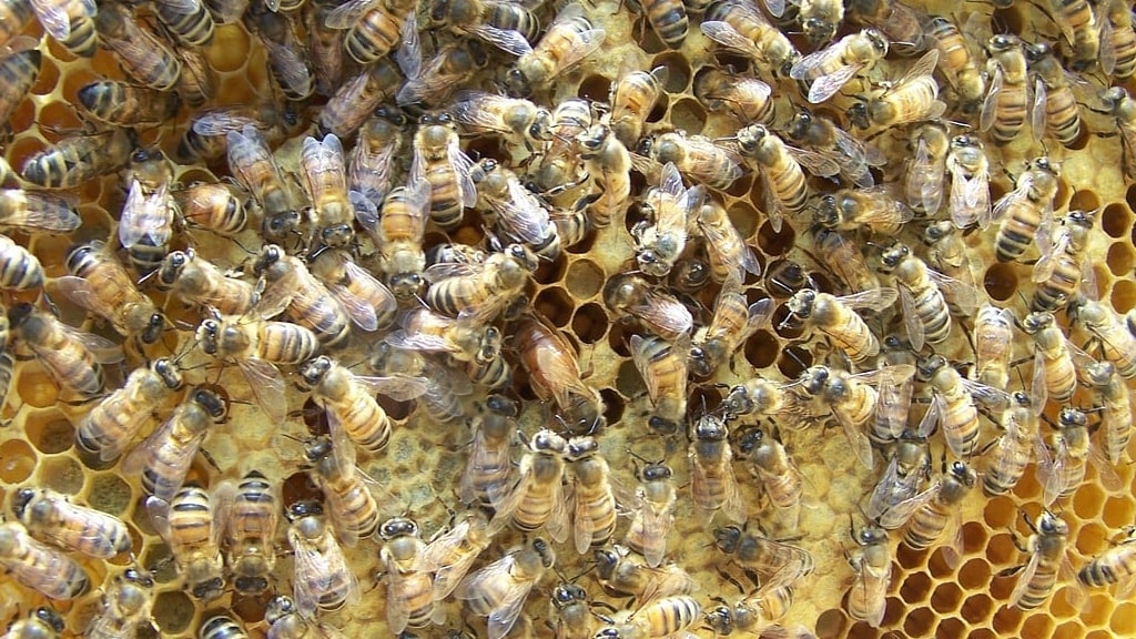 Bees making honey | veganscult.com